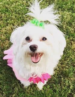 maltese-dog-being-active
